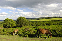 Pony and foal grazing on the Quantock Hills, Somerset, UK