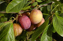 Victoria plums (Prunus domestica) ripening on tree, UK
