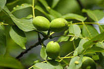 Walnuts ripening on Walnut tree (Juglans regia) Kent, UK