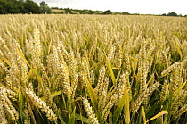 Field of Wheat (Triticum aestivum) growing in Suffolk, UK