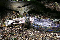 Reticulated python (Python reticulata) feeding on a Muntjac deer, Bristol studio, UK