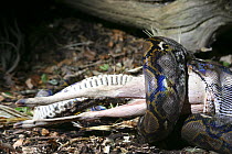 Reticulated python (Python reticulata) feeding on a Muntjac deer, Bristol studio, UK