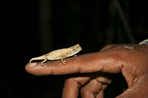 Stumptail chameleon (Brookesia brygoii) on finger, Madagascar