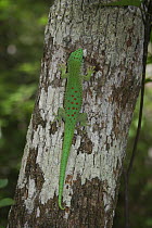 Madagascan day gecko (Phelsuma madagascariensis) on tree trunk lapping honey dew from a sap sucking planthopper insect (invisible). Kirindy Dry Forest, Madagascar.