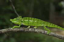 Snub nosed / Labord's Chameleon (Furcifer / Chamaelso labordi) on branch, Kirindy Dry Forest, Madagascar