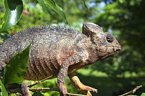 Oustalet's Chameleon (Furcifer oustaleti), Montagne D'Ambre, Madagascar