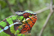 Panther chameleon (Furcifer / Chamaeleo pardalis) displaying, Montagne D'Ambre, Madagascar