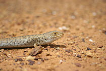 Pygmy blue-tongued skink (Tiliqua adelaidensis) on sand, Australia. It was thought for a time to be extinct, and is still threatened