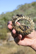 Armadillo girdled lizard (Cordylus cataphractus) coiled up in defensive posture in person's hand. Elands Bay, South Africa