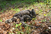 Mexican / Guatemalan beaded lizards (Heloderma horridum charlesbogerti) males wrestling. Captive