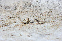 Lake Eyre Dragon (Ctenophorus maculosus) female rejecting male's advances by flipping herself onto her back to display orange underside. Alice Springs National Park, Northern Territory, Australia. Cap...