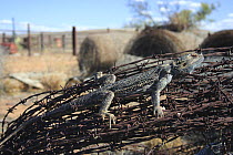 Inland Bearded Dragon (Pogona vitticeps) adult on barbed wire fence at farm in Hawker, Flinders Ranges, South Australia