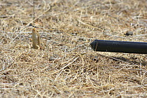 Pygmy blue tongued skink (Tiliqua adelaidensis) feeding on mealworm on fishing line, a technique used by scientists and conservationists to catch them, and being filmed with straightscope lens. Burra,...