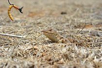 Pygmy blue tongued skink (Tiliqua adelaidensis) feeding on mealworm on fishing line, a technique uded by scientists and conservationists to catch them. Burra, South Australia