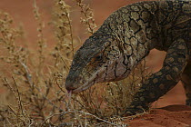 Perentie lizard (Varanus giganteus) scenting with forked tongue, Alice Springs, Australia. Semi-captive.