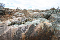 Shingleback / Sleepy lizard (Trachydosaurus / Tiliqua rugosus) asleep on rock, Hawker, Flinders Ranges, South Australia