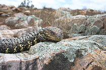 Shingleback / Sleepy lizard (Trachydosaurus / Tiliqua rugosus) asleep on rock, Hawker, Flinders Ranges, South Australia