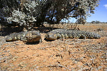 Sleepy lizard (Trachydosaurus / Tiliqua rugosus) pair, Burra, South Australia
