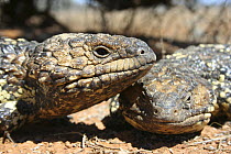 Shingleback / Sleepy lizard (Trachydosaurus / Tiliqua rugosus) pair, Burra, South Australia