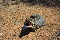 Shingleback / Sleepy lizard (Trachydosaurus / Tiliqua rugosus) adult gape display to deter predator, Burra, South Australia
