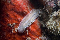 Candy striped Flatworm (Prostheceraeus vittatus), Jersey, Channel Islands, UK