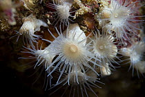 White Cluster Anemone {Parazoanthus anguicomus} Sark, Channel Islands, UK