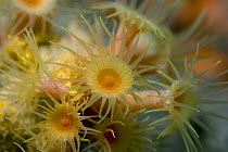 Yellow Cluster Anemone {Parazoanthus axinellae} Sark, Channel Islands, UK