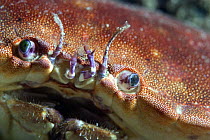 Close up of Edible Crab (Cancer pagurus), Jersey, Channel Islands, UK