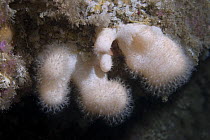 Dead man's Fingers (Alcyonium digitatum), Gouliot Caves, Sark, Channel Islands, UK