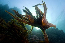 Furbelows seaweed {Saccorhiza polyschides} overgrown with other algae, Sark, Channel Islands, UK
