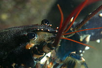 European Lobster (Homarus gammarus) close up, Jersey, Channel Islands, UK
