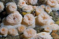 Plumose Anemone (Metridium senlie), Gouliot Caves, Sark, Channel Islands, UK
