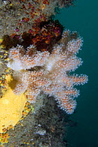 Red Sea Fingers (Alcyonium glomeratum), Sark, Channel Islands, UK