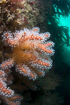 Red Sea Fingers (Alcyonium glomeratum), Sark, Channel Islands, UK