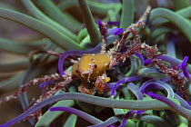 Leach's Spider Crab {Inachus phalangium} amongst tentacles of Snakelocks Anemone {Anemonis viridis} Jersey, Channel Islands, UK