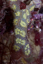 Star Sea Squirt (Botryllus schlosseri), Sark, Channel Islands, UK