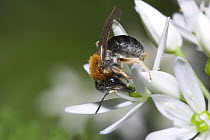 Male Early Mining bee (Andrena haemorrhoa) feeding on Wild garlic / Ramsons, May, Sussex, UK