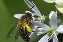 Honey bee (Apis mellifera) feeding on Wild Garlic / Ramsons (Allium ursinum) pollen sacs, UK