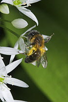 Honey bee (Apis mellifera) feeding on Wild Garlic / Ramsons (Allium ursinum), UK