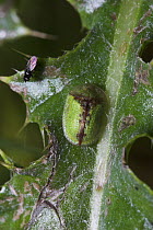 Tortoise beetle (Cassida vibex) on leaf, Sussex, UK