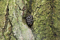 Black arches moth (Lymantria monacha) eggs laid in bark crevice of tree, UK