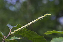 Close-up of Sweet chestnut tree (Castanea sativa) flower, UK