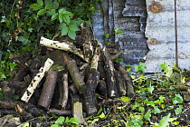 Log pile in corner of garden - haven for garden wildlife such as invertebrates, toads and frogs, UK