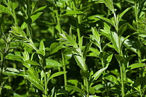 Dyer's Greenweed (Genista tinctoria) UK