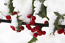 European Holly with leaves and berries (Ilex aquifolium) covered in snow, UK