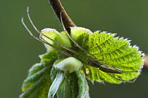 Slender orbweaver spider (Tetragnatha extensa) on the underside of a hazel leaf, Sussex, UK