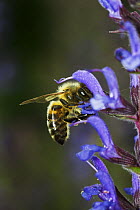 Honey bee (Apis mellifera) feeding on Salvia flower, UK