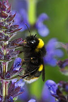 Buff tailed bumblebee (Bombus terrestris) feeding on Salvia flower, UK