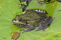 Marsh frog (Rana ridibunda) sitting on lily pad, UK