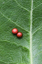 Two Puss Moth (Cerula vinula) eggs on leaf, UK